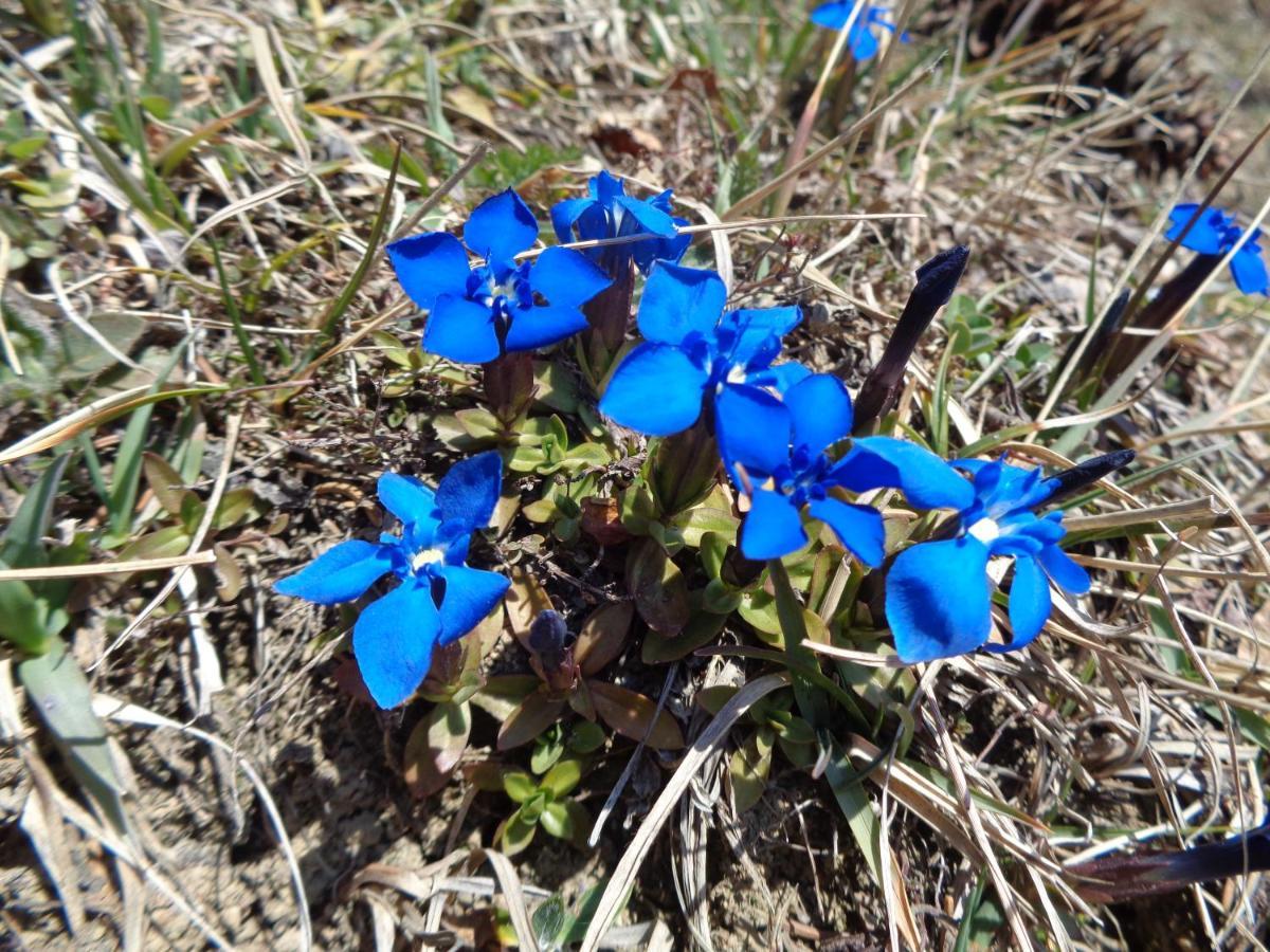 זונטהופן Berggasthof Sonne Allgaeu מראה חיצוני תמונה