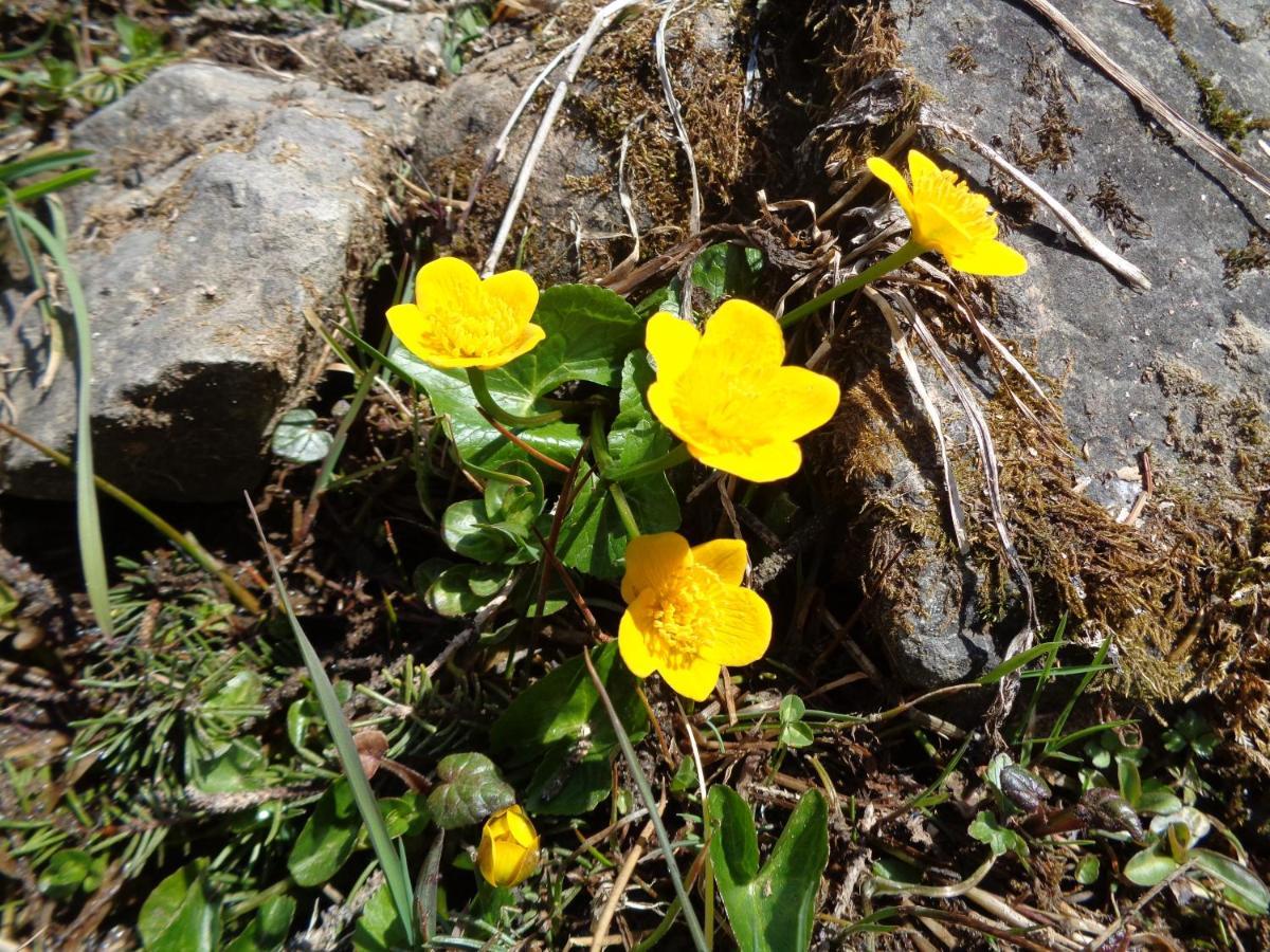 זונטהופן Berggasthof Sonne Allgaeu מראה חיצוני תמונה