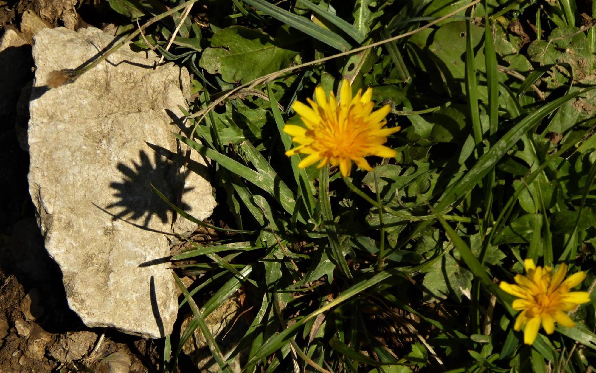זונטהופן Berggasthof Sonne Allgaeu מראה חיצוני תמונה