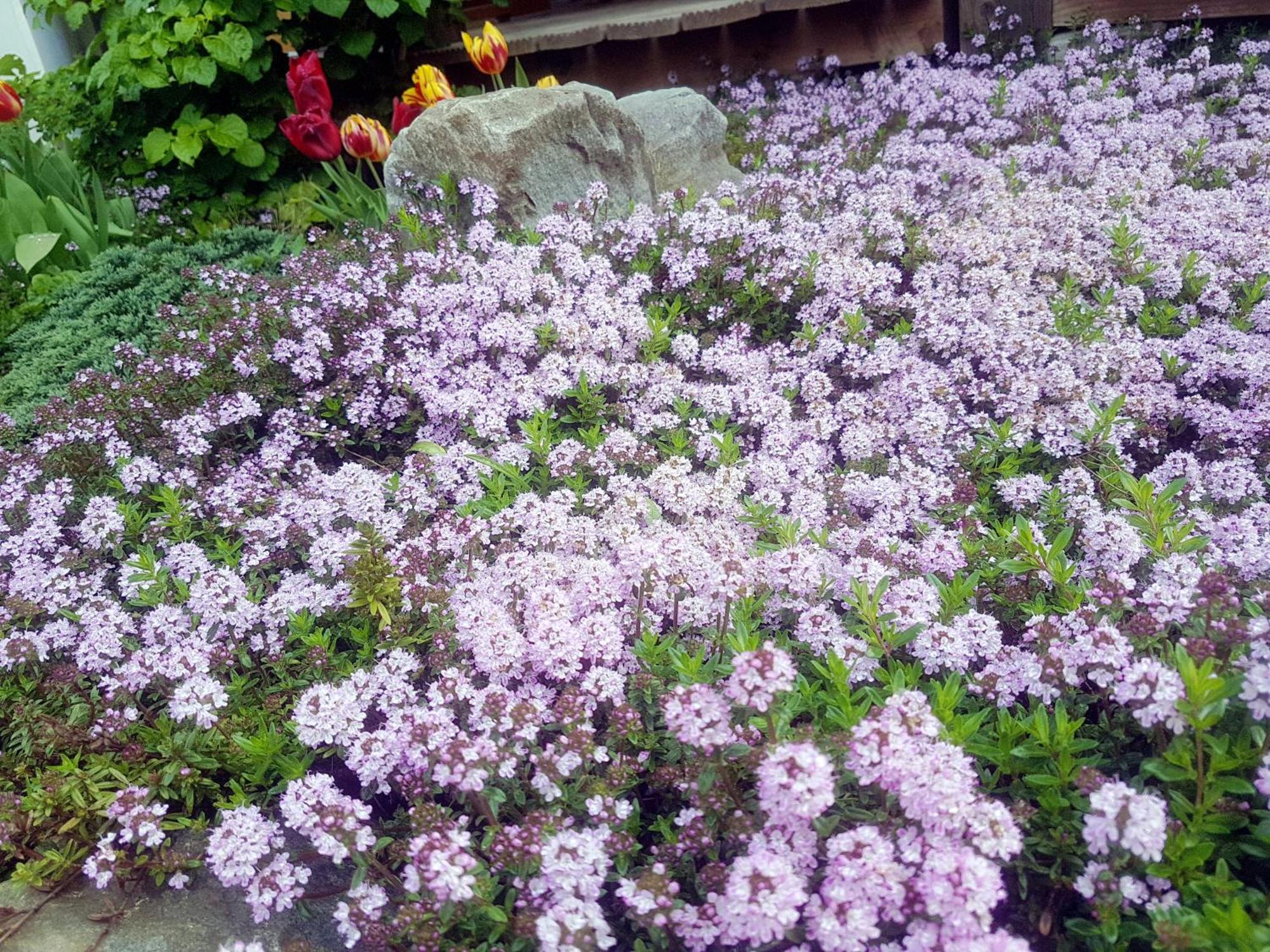 זונטהופן Berggasthof Sonne Allgaeu מראה חיצוני תמונה